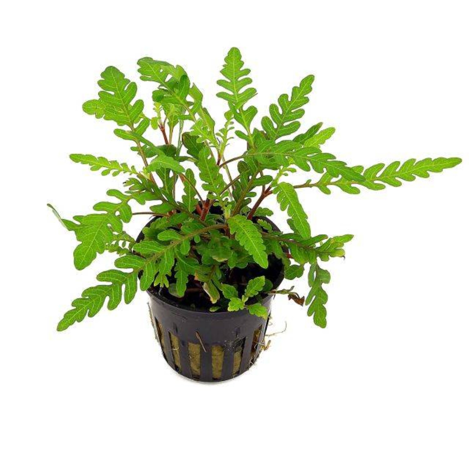 Hygrophila pinnatifida (can be grown attached)